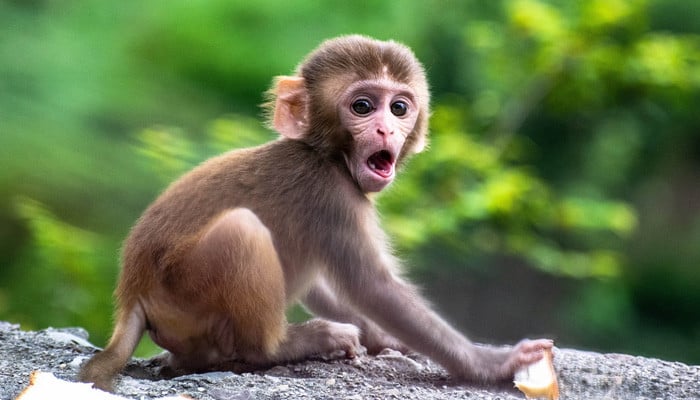 baby monkeys