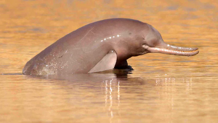 indus river dolphin