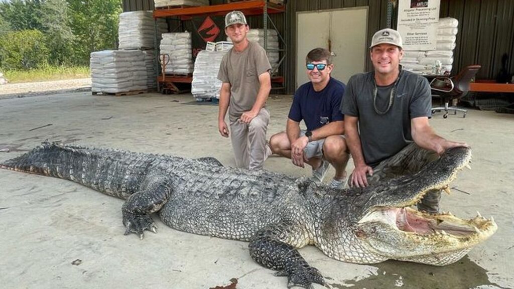 alligator