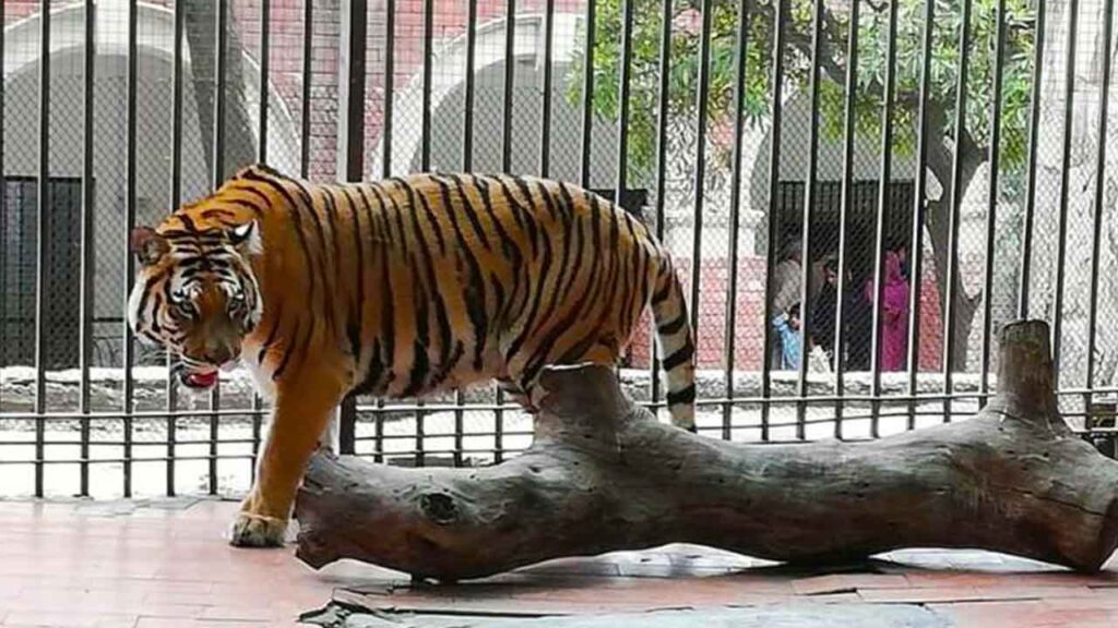 Lahore zoo upgradation work to complete by January 31