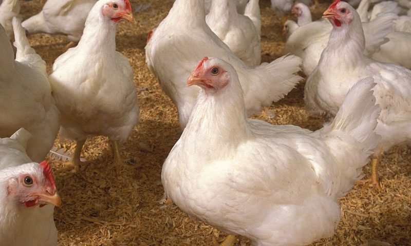 chicken prices