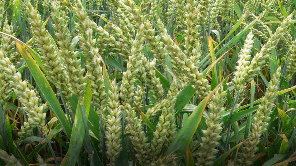 rabi crops in pakistan rain