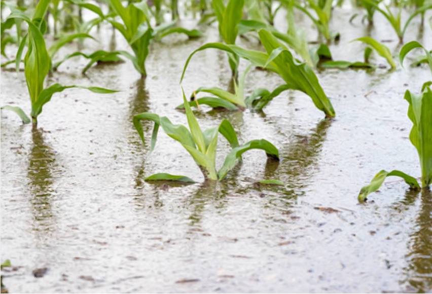 Heavy rainfall on Saturday wreaked havoc for farmers in Khuzdar, with reports of rain and hail damaging agricultural crops.