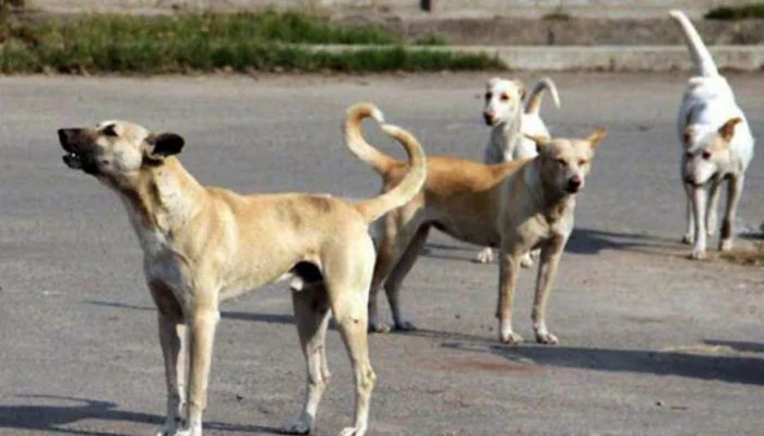 Stray dogs