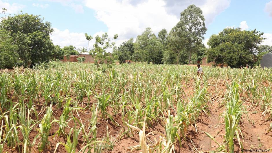 Government subsidies can help smallholding farmers in Africa only so much, with demand for novel solutions increasing.