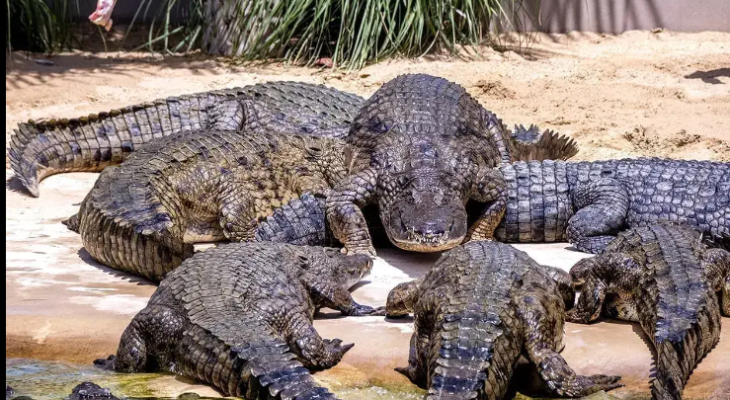 crocodiles escape safari park