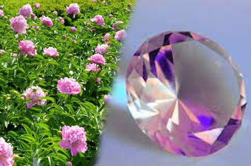 premier peony-derived diamond