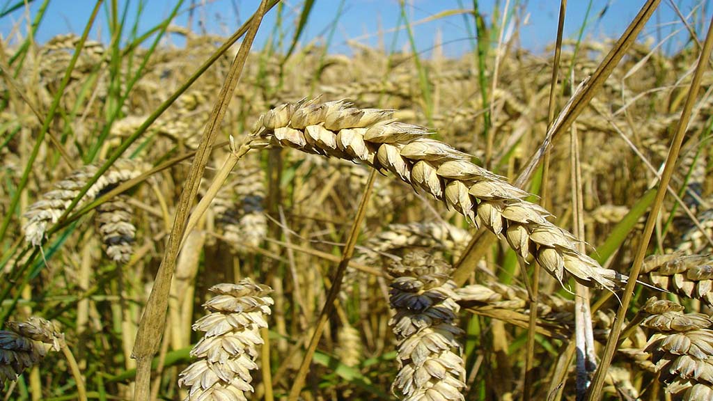 wheat procurement delay
