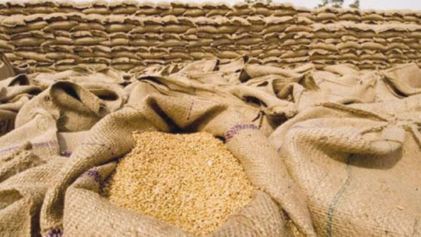 KP wheat procurement