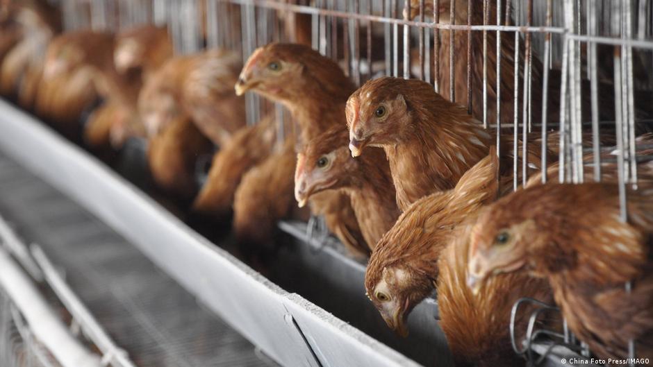 Bird flu outbreaks since 2022 have forced poultry farmers around the world to cull their stocks in attempts to stop the virus spreading