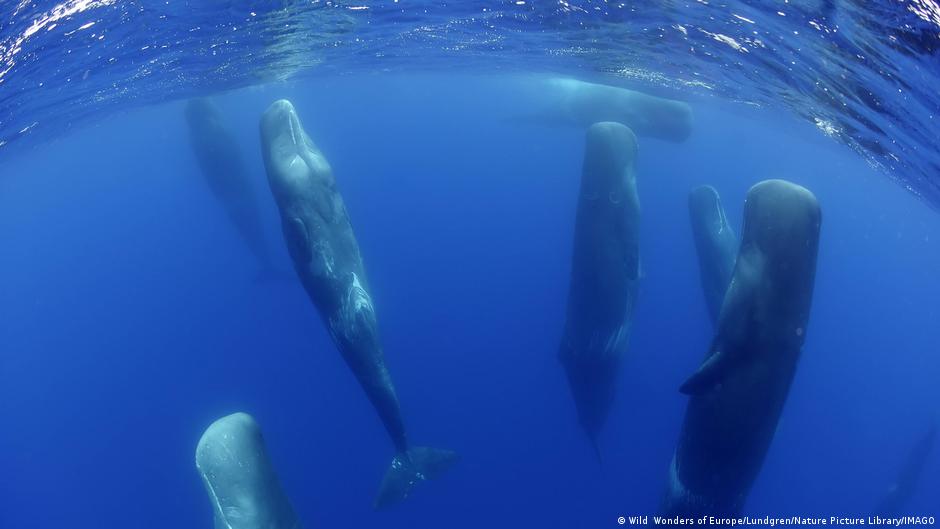 Sperm whales live in clans of around ten and use sophisticated clicking sounds to communicate