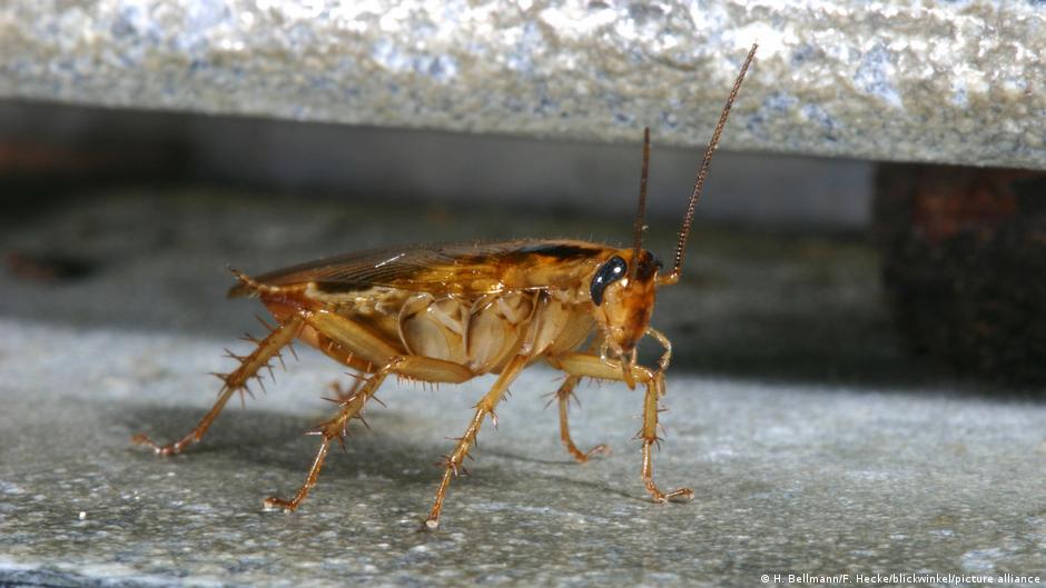 Cockroaches are incredibly resilient and can spread a wide variety of diseases