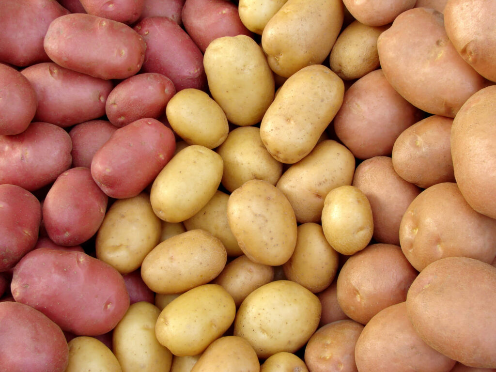 celebrating potatoes