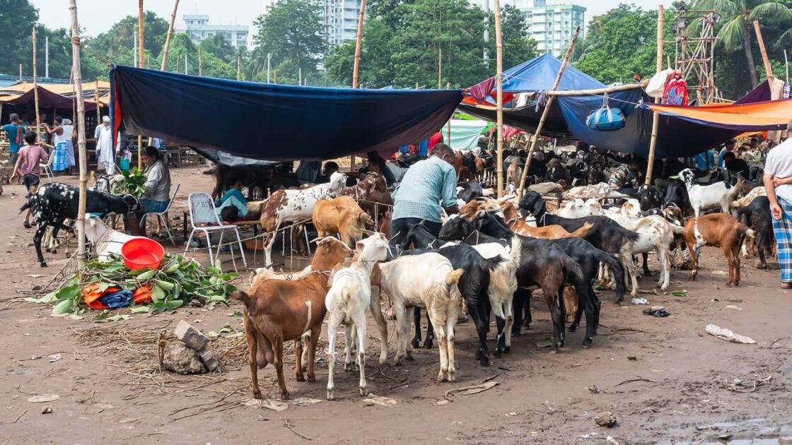 cattle market Rawalpindi
