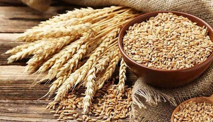 wheat pakistan