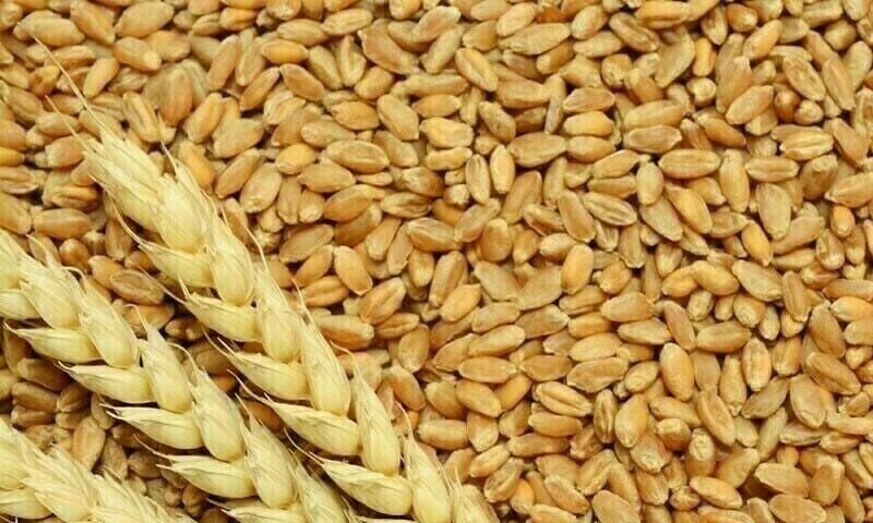 KP wheat purchase