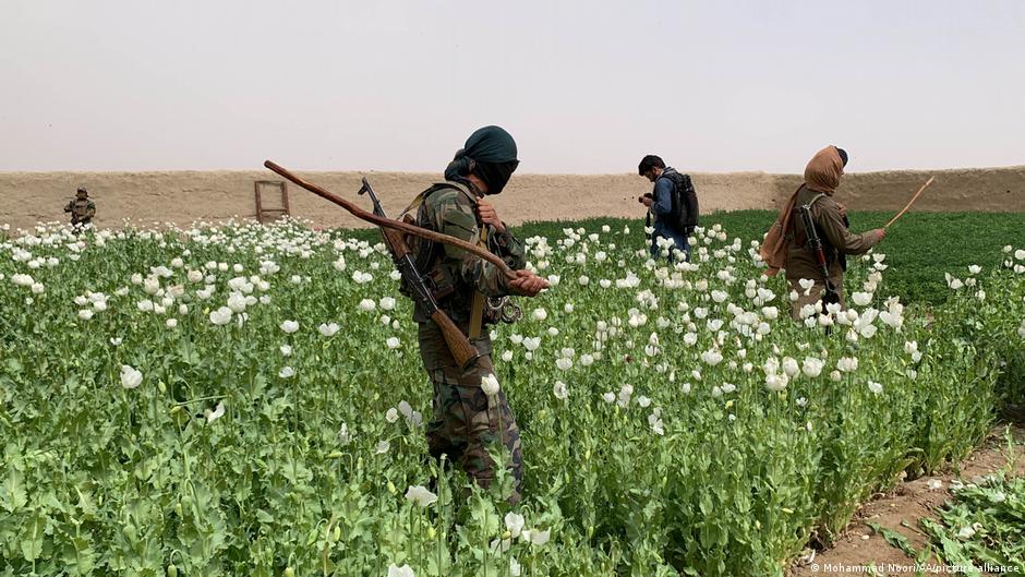 The Taliban banned in 2022 the production of opium in Afghanistan, its top producing country
