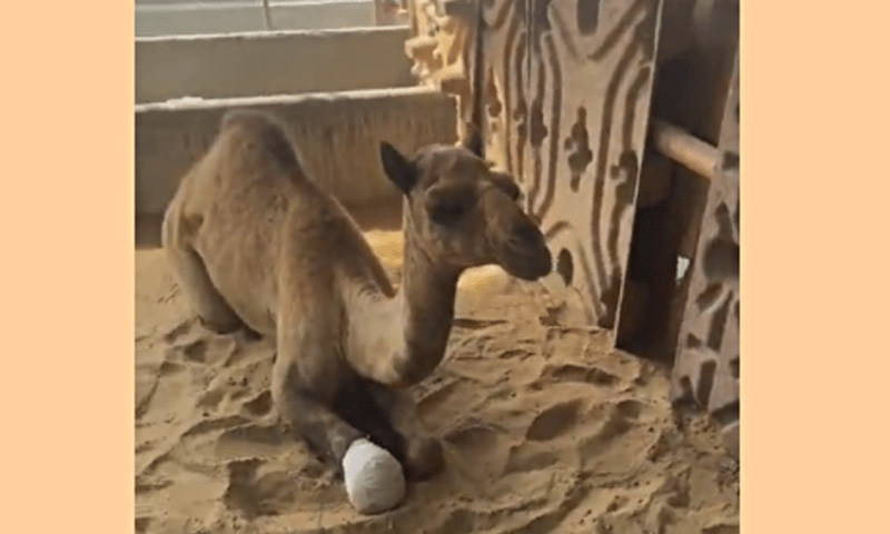 Injured camel