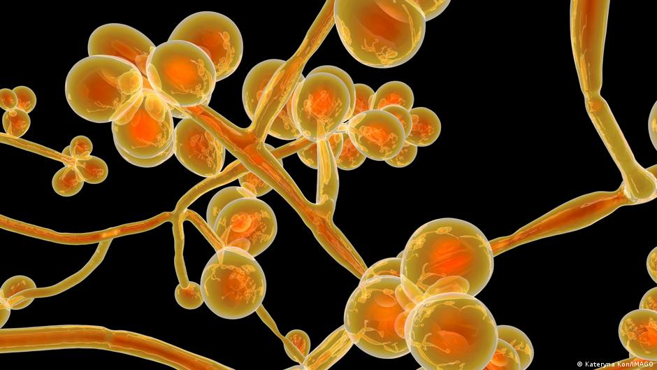 Candida auris fungi has emerged to be resistant to multiple antifungal medications
