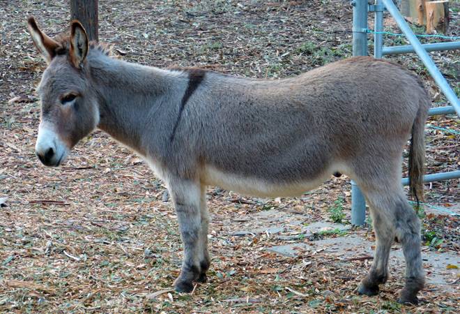 Rawalpindi donkey