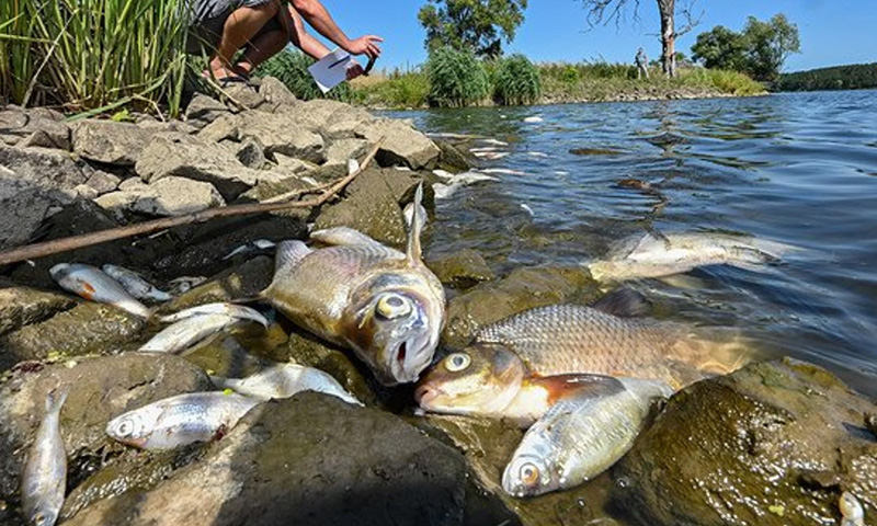 Poland fish