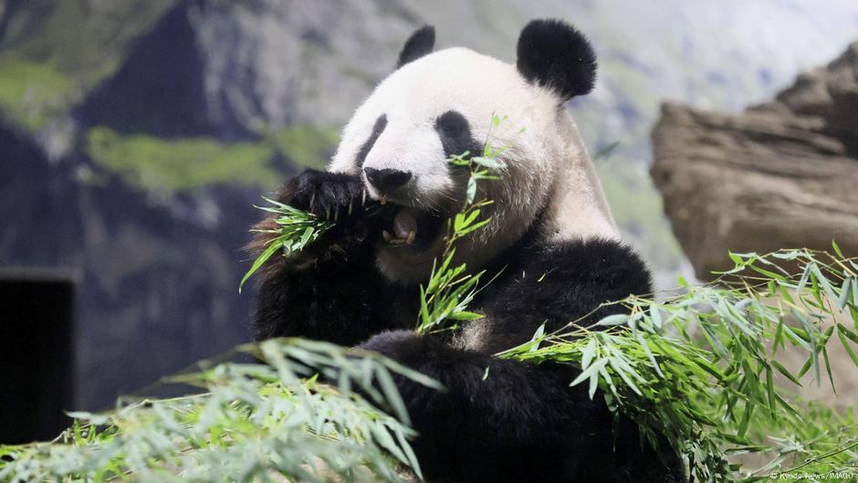 Thousands of fans on Saturday bid farewell to two pandas at Tokyo's Ueno Zoo before they are to return to China.