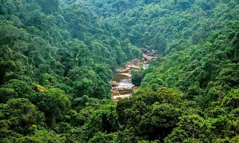 India's forest