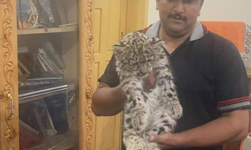 Snow leopard cub