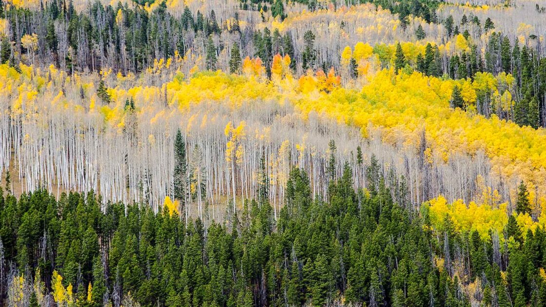 The autumn has arrived in forests, soon gracing us with a breathtaking palette of reds, yellows and golds as leaves change colour - or not!