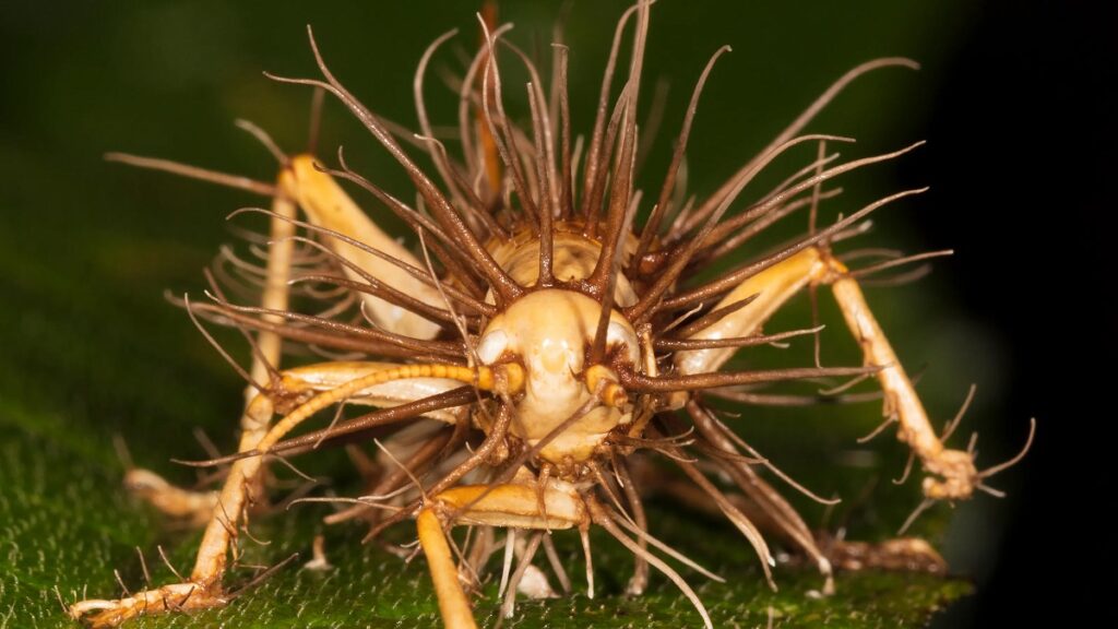 Worldwide, there are hundreds of species of Cordyceps. Most of them prey on insects. They’re famous for hijacking the brains of some ants