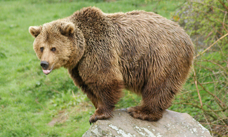 Himalayan brown bear