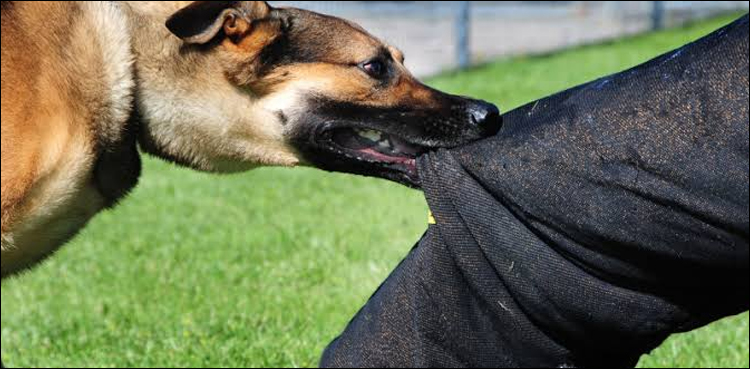 dog bite incidents