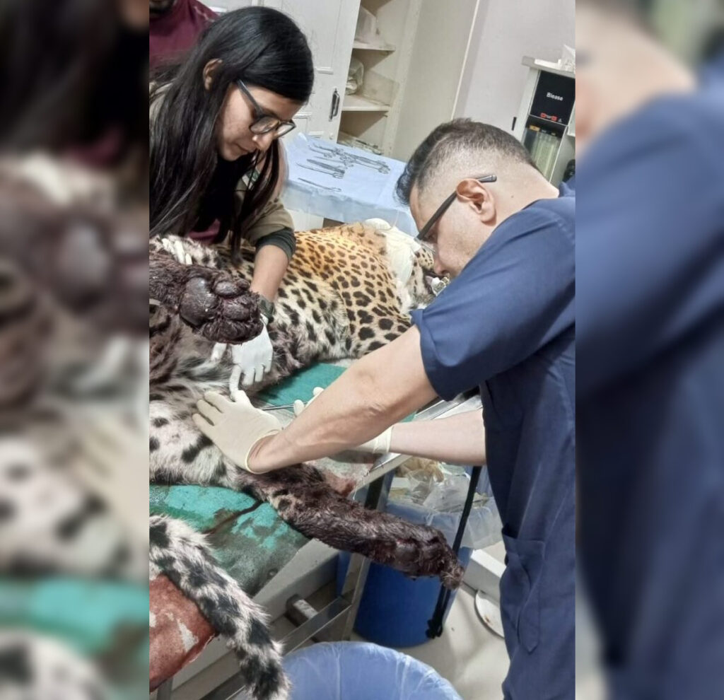 The IWMB announced that a leopard rescued from Hatila Balla in Azad Jammu and Kashmir passed away on Monday.