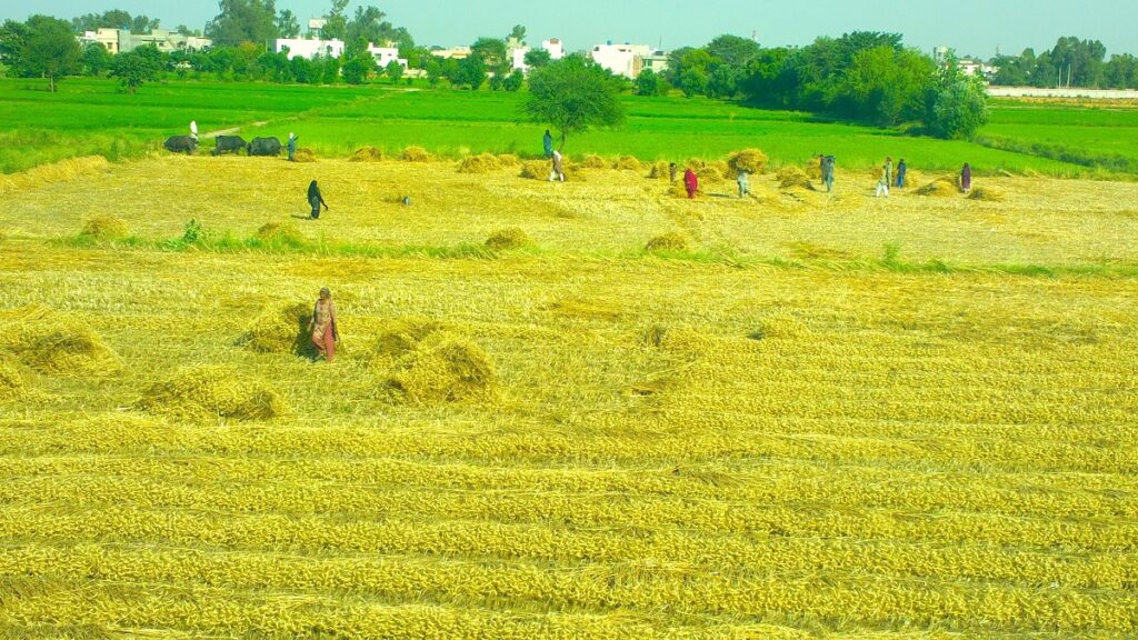 The Punjab government initiated an agricultural tax targeting large landowners in the province to align with stipulations SET by the IMF.