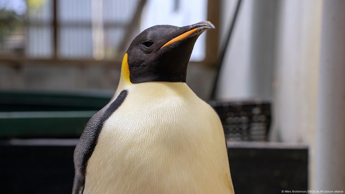 Emperor Penguin