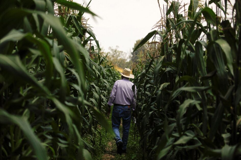 Mexican President Claudia Sheinbaum expects Congress to approve a ban early next year on planting GM corn in the country.