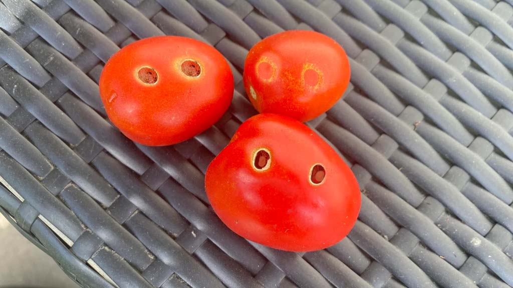 snake bitten tomatoes