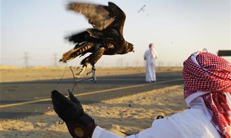 Qatari hunting trip