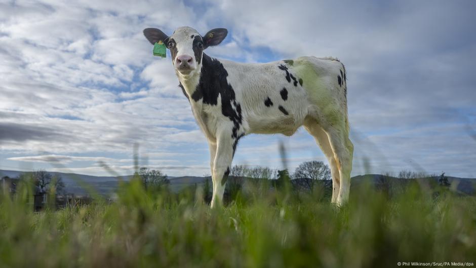 Hilda is the first calf of the Langhill cow herd to be born through IVF and has been bred to produce less methane.