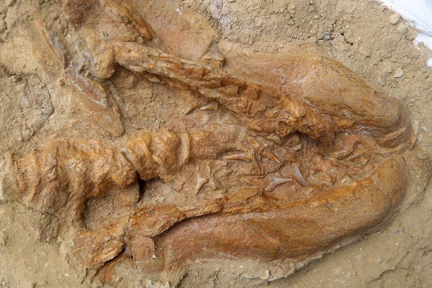 Paleontologists in Peru unveiled the 9million year-old fossil of a relative of the great white shark that inhabited the .Pacific Ocean