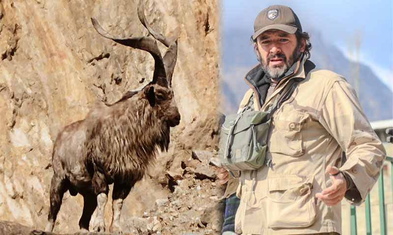 Markhor hunting