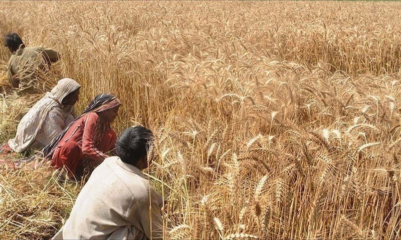 wheat production