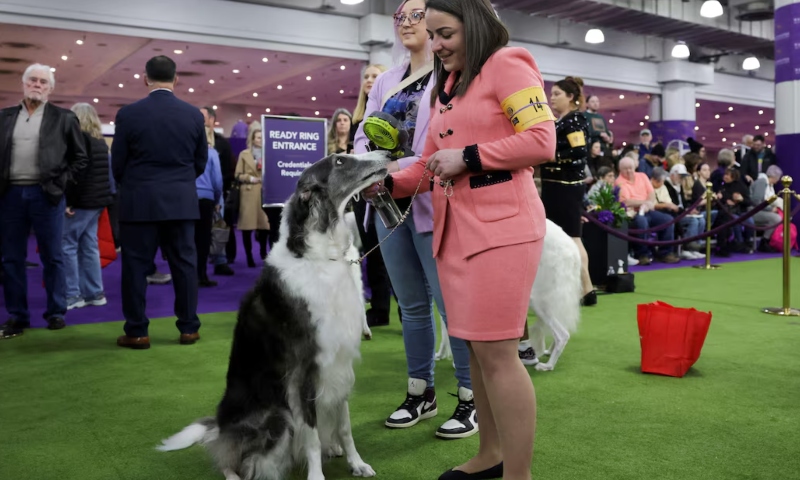 Dog Show