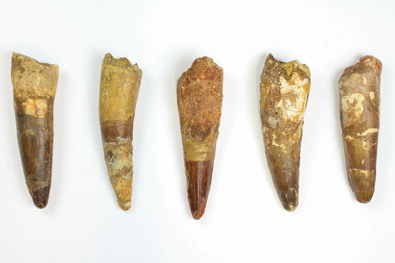 French customs officers seized nine dinosaur teeth from a courier truck passing through the country from Spain to Italy last month.