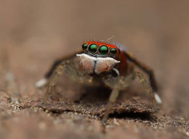 Jumping spiders – one of the largest spider families – get their name from the extraordinary jumps they make to hunt prey.