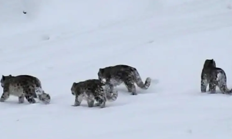 snow leopards