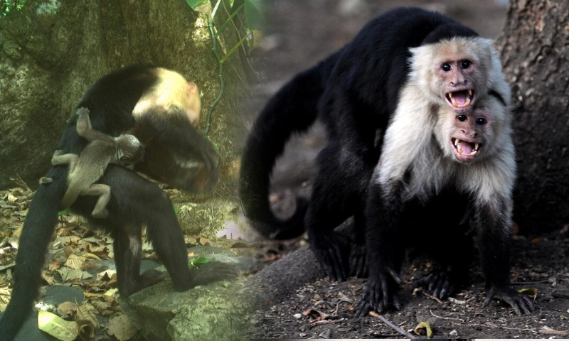 Monkeys