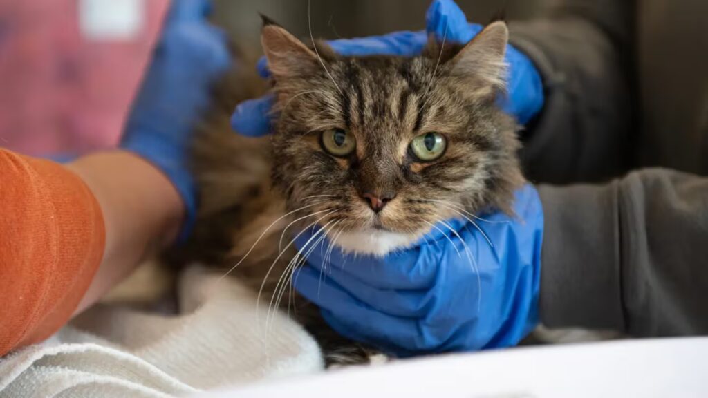 Cat survivor Canyon