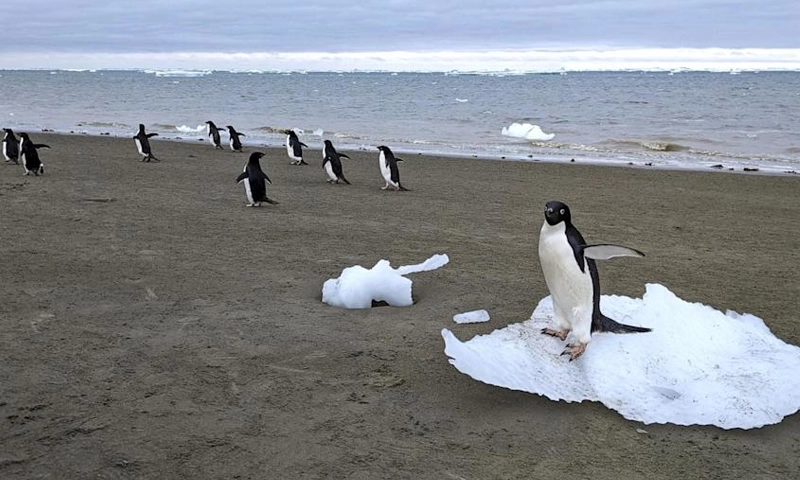 penguin poo