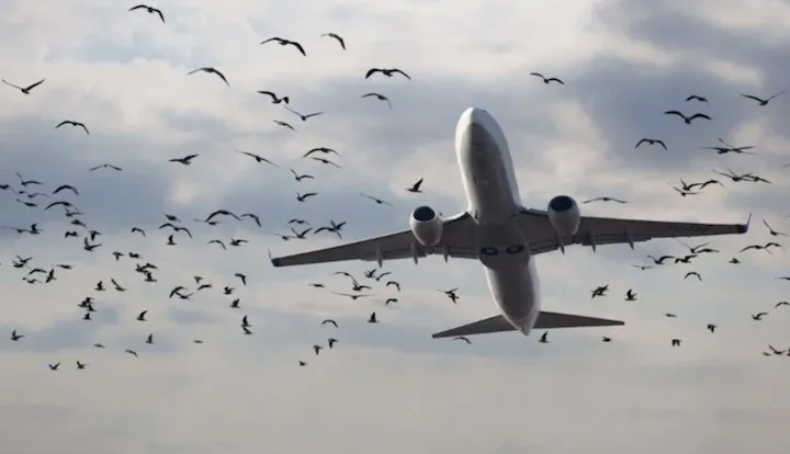 Bird-hit accidents